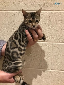 Bengal  Kittens  for sale