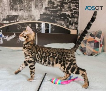 Bengal  Kittens  for sale