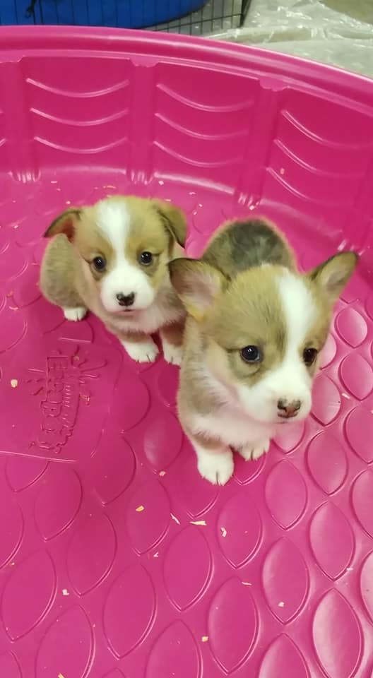 PEMBROKE WELSH CORGI PUPPIES