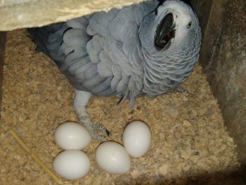 Parrot Birds And Fertile Parrot Eggs 