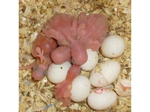 Parrot Birds And Fertile Parrot Eggs 