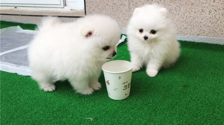 Healthy White Teacup Pomeranian Puppies Melbourne VIC