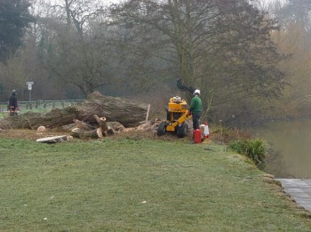 Tall Timbers Tree Services - Tree Felling