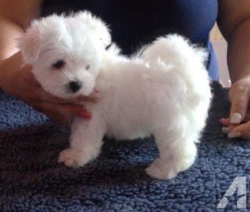 awesome maltese puppies for sale