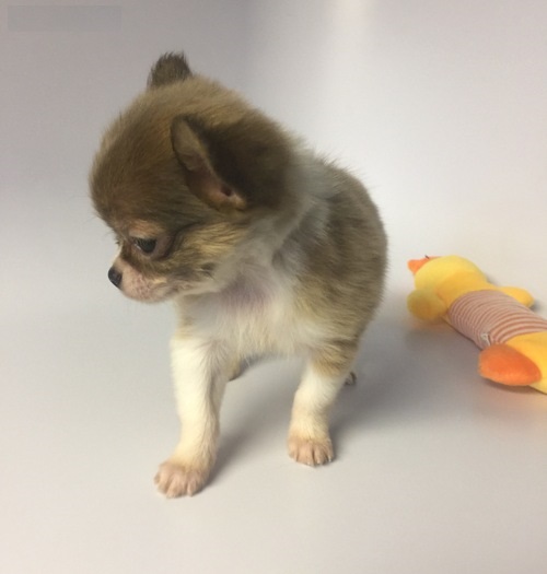 Adorable Purebred Chihuahua Puppy