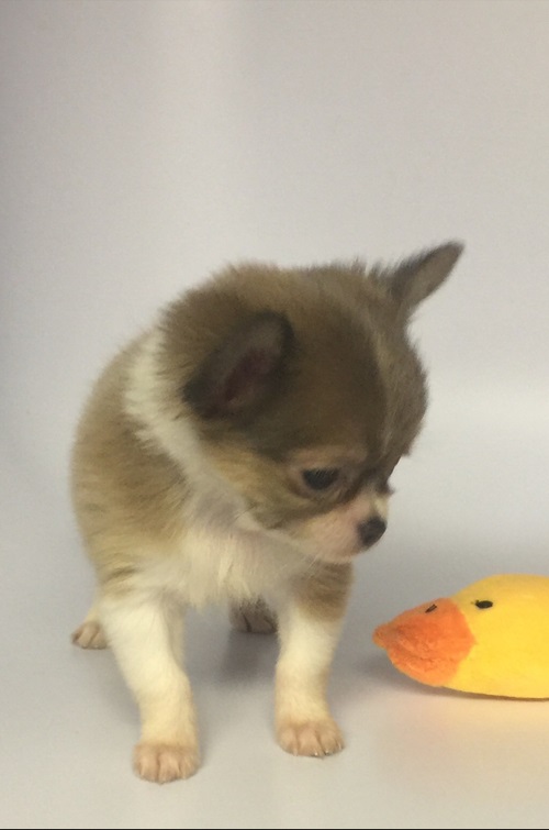 Adorable Purebred Chihuahua Puppy