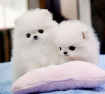 Pomeranian Puppies for sale 