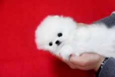 Trained Teacup Pomeranian Puppies availa