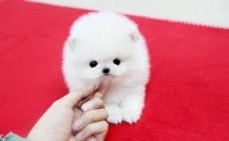 Purebred Teacup Pomeranian Puppies Avail