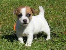 Gorgeous Jack Russell Terrier Puppies Fo