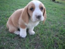 Beautifull basset hound Puppies Ready fo