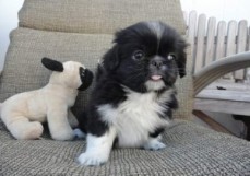 Registered Cute Pekingese Pups For sale