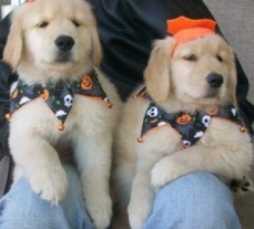 Lovely male and female Golden Retriever 