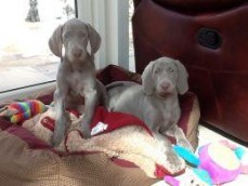 Healthy Weimaraner Puppies For sale