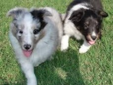 Outstanding Shetland Sheepdog puppies fo