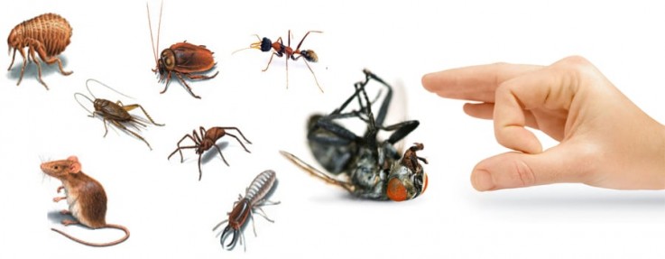 Organic Pest Control Canberra