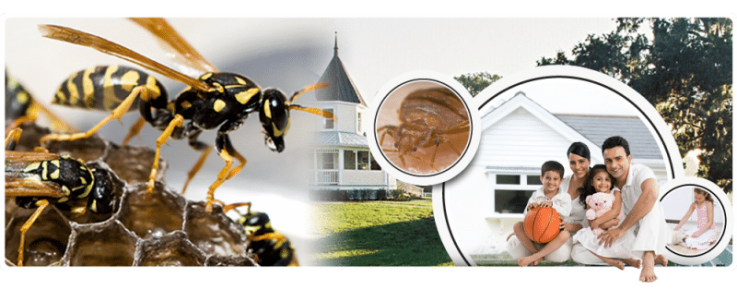 Commercial Pest Control Melbourne