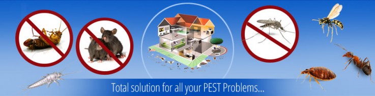 Residential Pest Control Perth