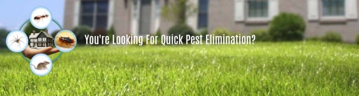 Residential Pest Control Perth