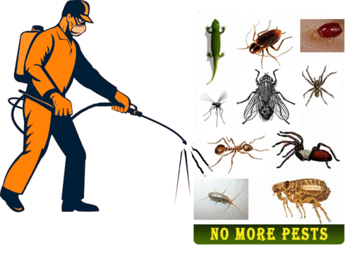 Restaurant Pest Control Canberra