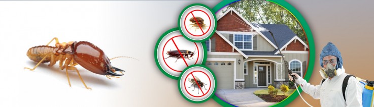 Restaurant Pest Control Canberra