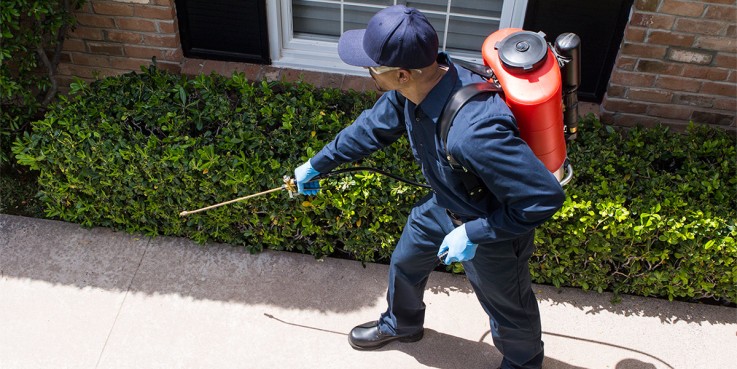 Residential Pest Control Brisbane