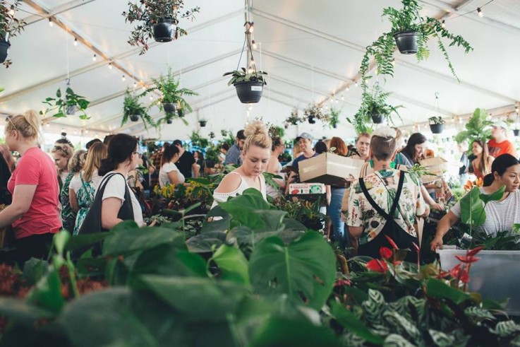 BRISBANE - Huge Indoor Plant Sale