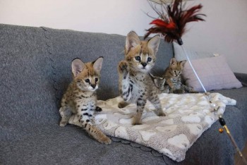 savannah , serval and caracal kittens fo