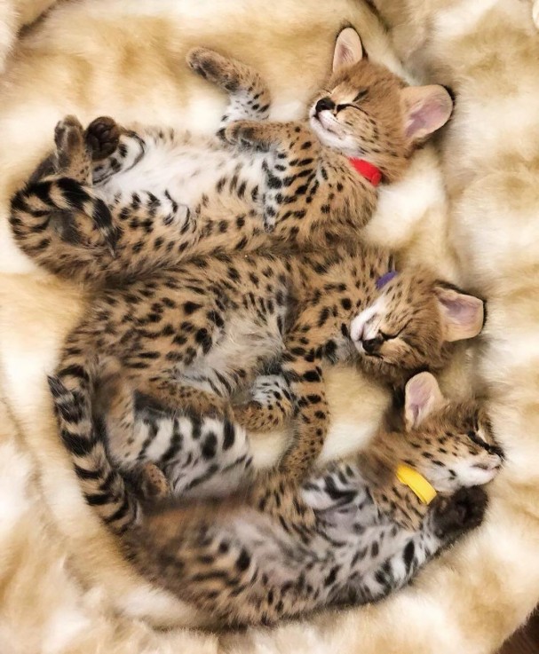 savannah , serval and caracal kittens fo