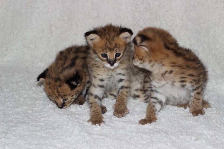 savannah , serval and caracal kittens fo