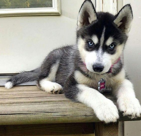 Adorable siberian husky Puppies for Adop