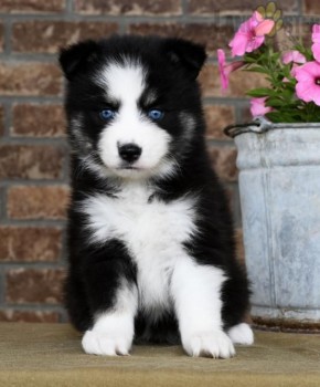 Pomsky Puppies Available for adoption