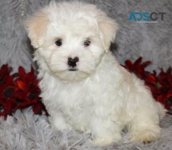 Gorgeous Maltese Puppies