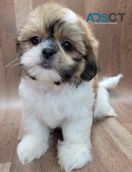 Joey Shih Tzu Puppies for sale