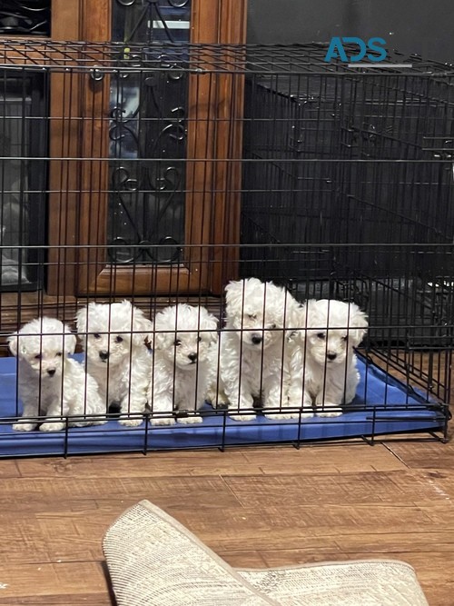 Bichon Frise Puppies