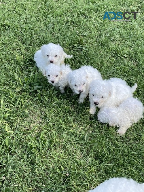 Bichon Frise Puppies