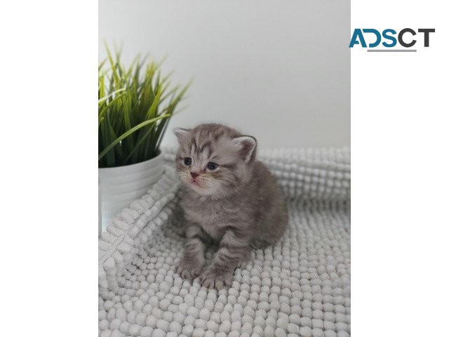 Gorgeous Britishlo longhair Kittens 