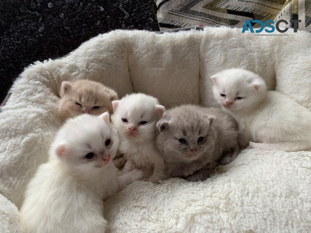 Gorgeous Britishlo longhair Kittens 