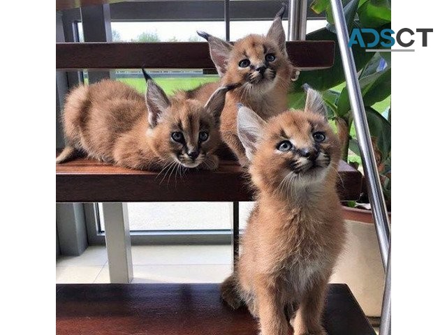 Caracat kittens