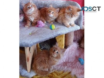 Maine Coon kittens for sale