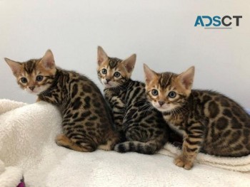 Bengal kitten for sale 