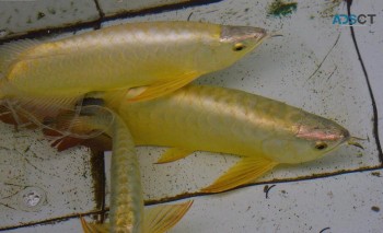 Arowana Fishes For Sale