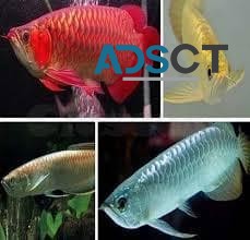 Arowana Fishes For Sale