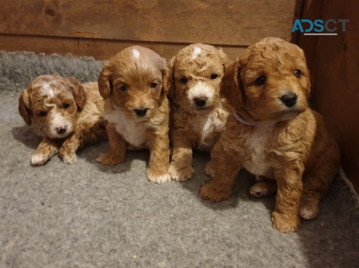 Cockapoo puppies for sale .