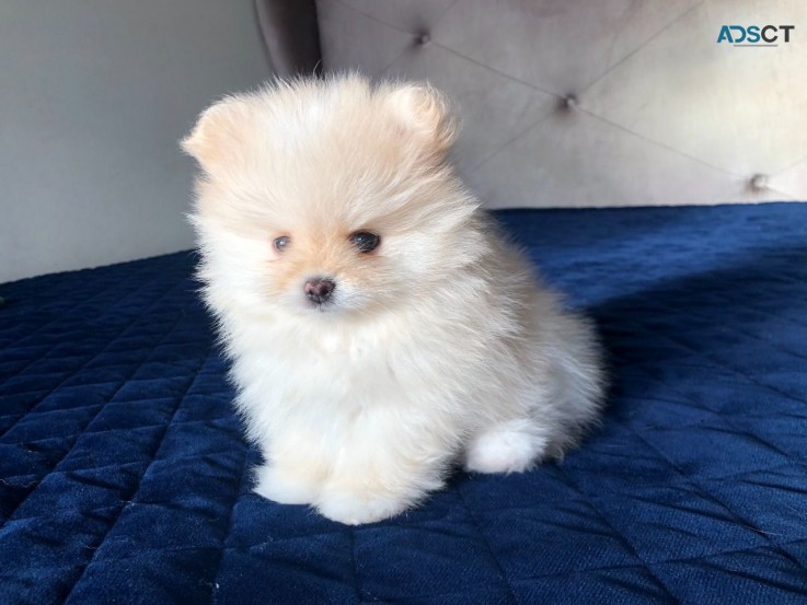 Outstanding Pomeranian puppies Available