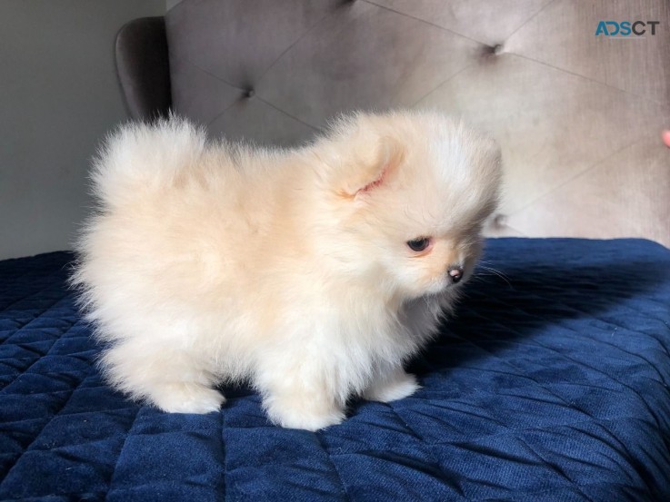 Outstanding Pomeranian puppies Available