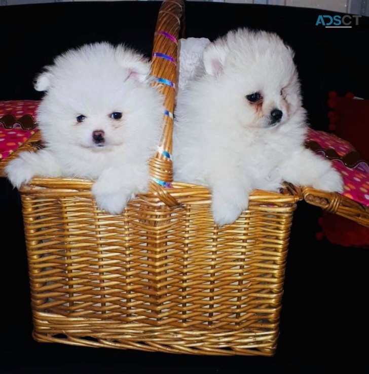 Outstanding Pomeranian puppies Available