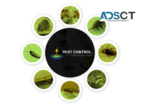 Pest Control Gungahlin