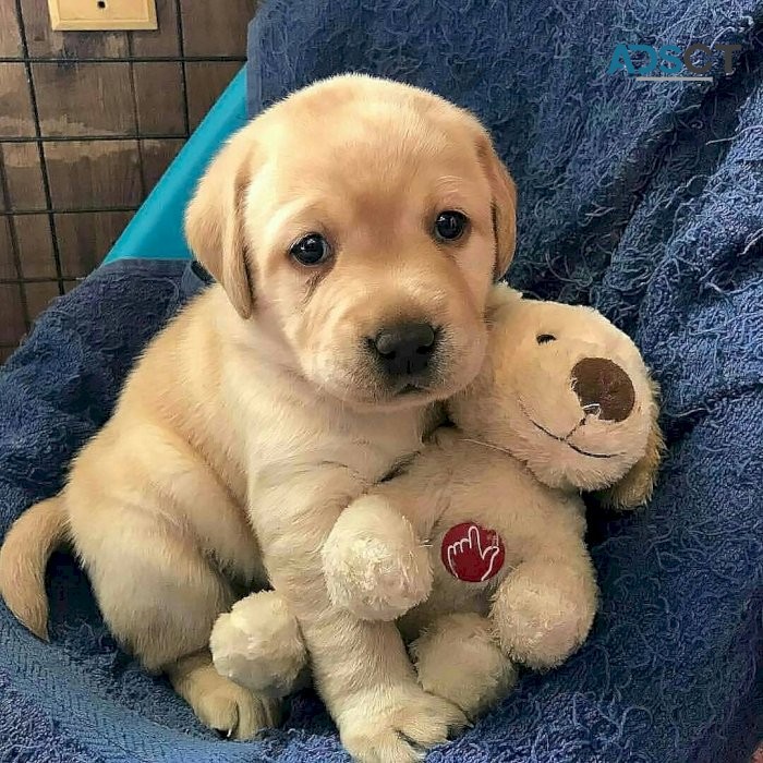 Beautiful  labrador retriever puppies fo