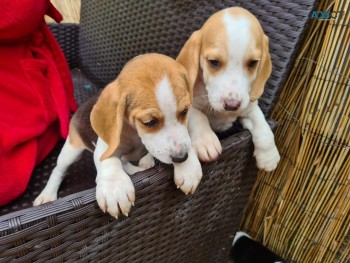 Beagle Puppies for sale